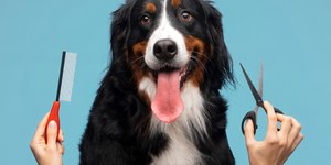 Medo de tosa? O que fazer com os cães que apresentam esse comportamento