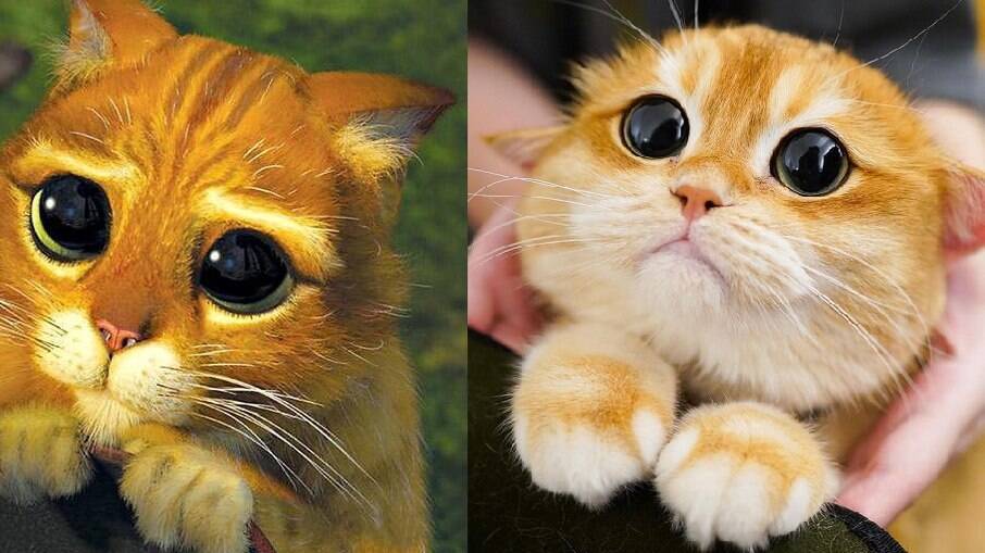 O olhar de Pisco lembra muito o do gato do filme da DreamWorks