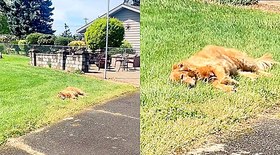 Golden retriever se camufla na grama para ficar na casa da avó