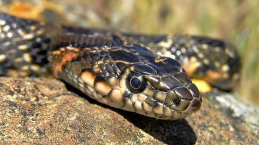 cobra-ferradura cobra-ferradura