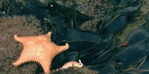 Cientistas acham "2,6 milhões de ovos dourados" perto de vulcão