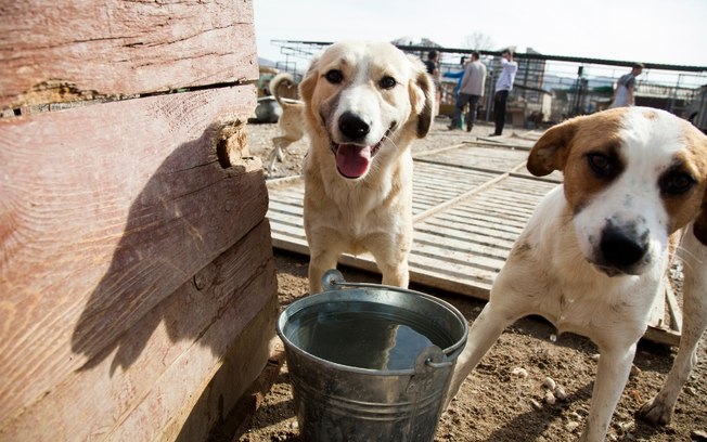 Adoção de pets no DF: uma alternativa ao abandono