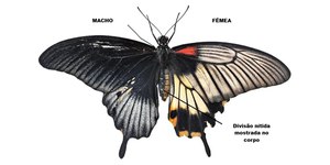 Borboleta nasce metade macho e metade fêmea