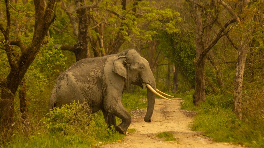 Elefante-asiático