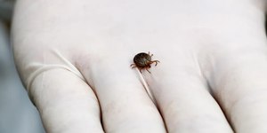 Americana (SP) registra primeira morte por febre maculosa em 2026