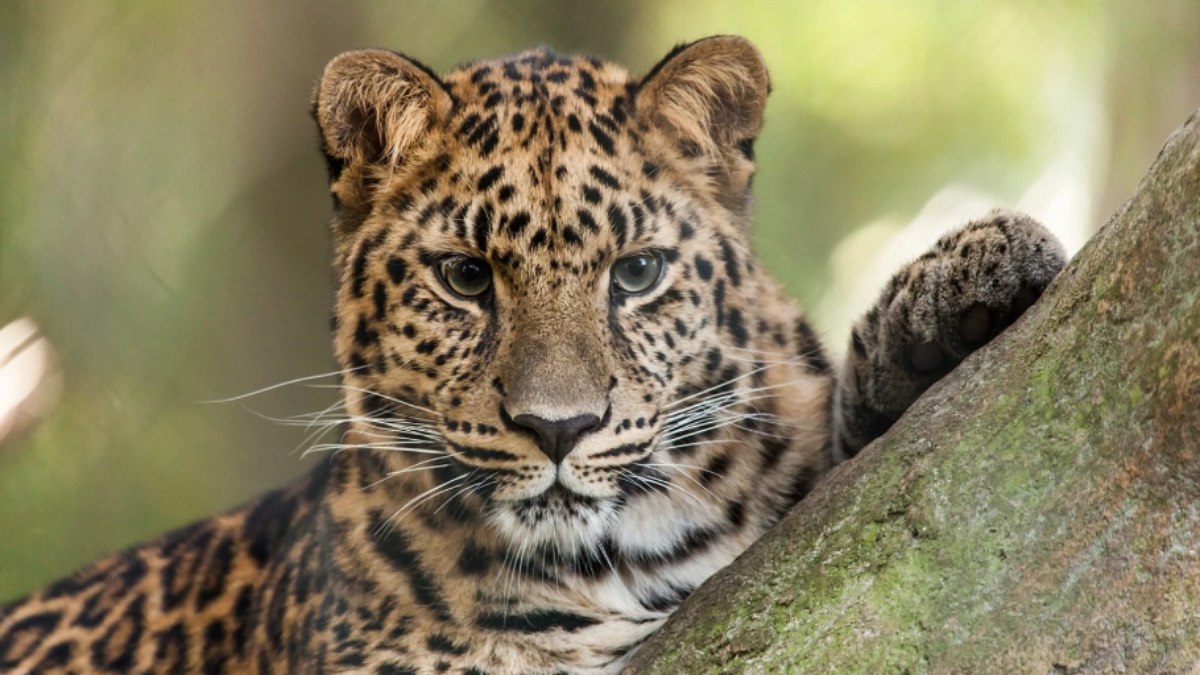 Leopardo ataca crianças dentro de casas da Índia