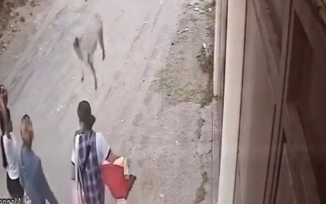 Mulher é atingida na cabeça por cachorro pug que caiu de sacada 6nnvellnjb28zotdty39ygbq0
