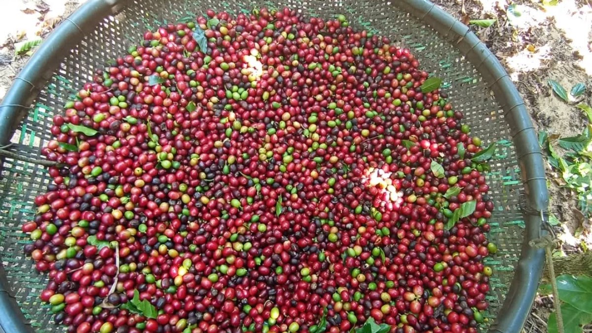 Café de uma propriedade de Muniz Freire (ES)