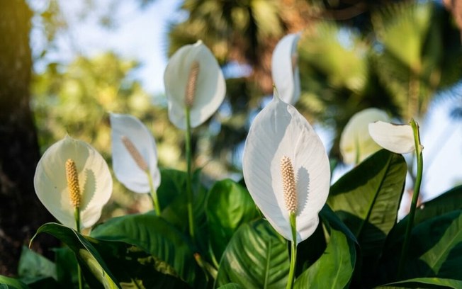 7 plantas para ter em apartamento