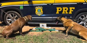 Cães da PRF encontram quase 10 kg de drogas em ônibus na Dutra