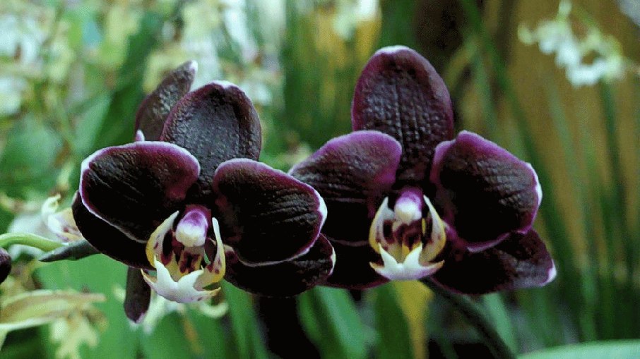 Orquídea negra é uma espécie rara Orquídea negra é uma espécie rara