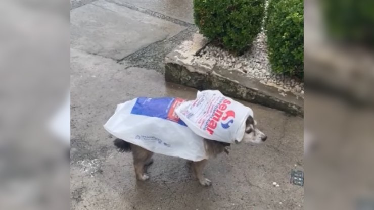 Cachorra improvisa capa com sacolas plásticas para fugir da chuva