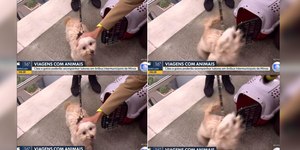 Cão reage a carinho de repórter ao vivo e viraliza na web