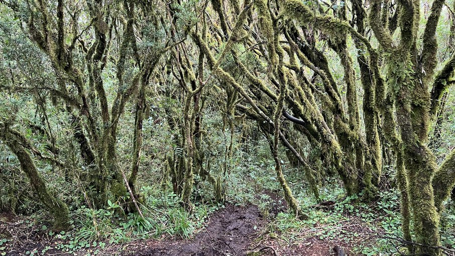 A Floresta Ombrófila altomontana, o ecossistema predominante na travessia Alfa Ômega.