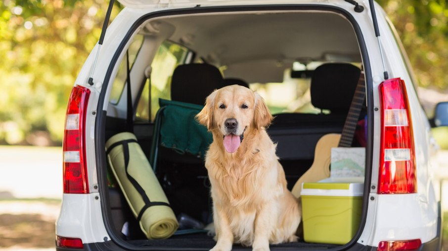 Planejar uma viagem de carro com cachorro pode não ser muito difícil 
