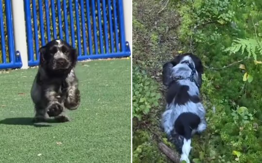 Cachorro com narcolepsia desliga de repente 