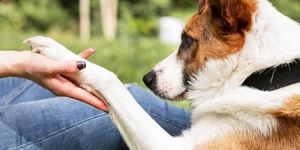 Entenda como o frio agrava dores articulares em cães e gatos