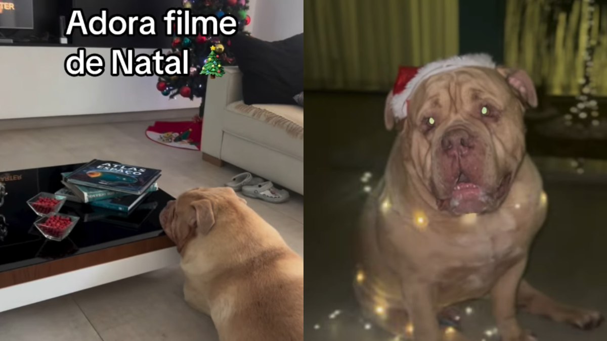 Bruce, o Buldogue, em clima de natal Bruce, o Buldogue, em clima de natal