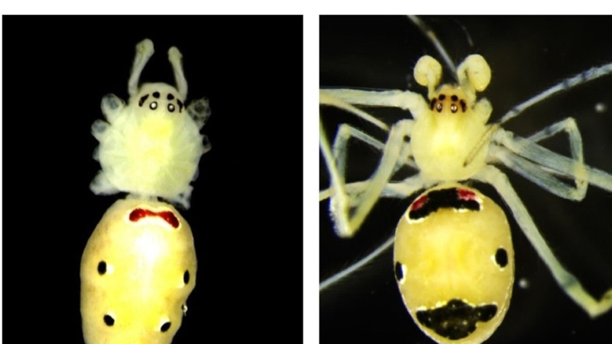 A aranha-da-cara-feliz-do-Himalaia (Theridion himalayana) foi descoberta em julho deste ano A aranha-da-cara-feliz-do-Himalaia (Theridion himalayana) foi descoberta em julho deste ano