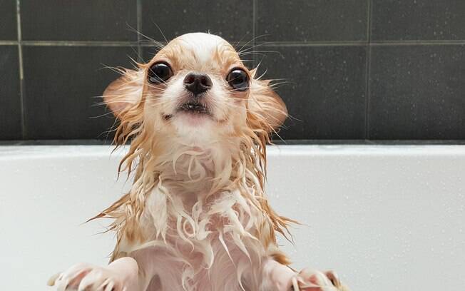 O filhote de cachorro deve tomar banho quando já estiver adaptado na nova casa