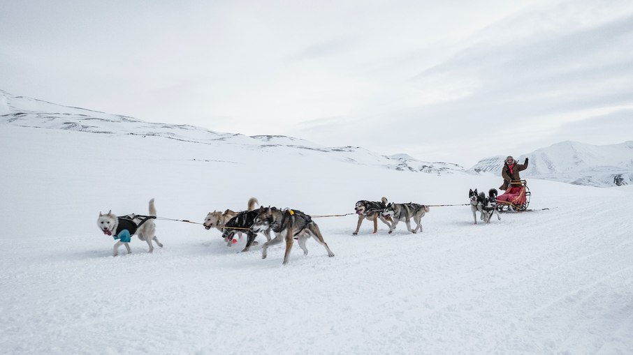 Trenós de tração animal ainda são muito usados em Svalbard