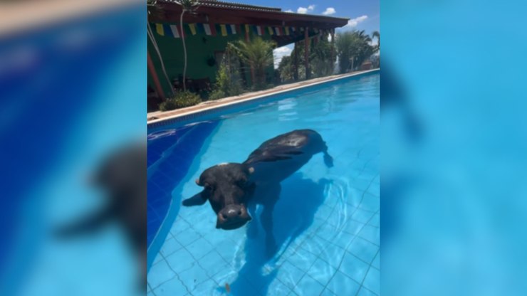 Búfalo entra em piscina para se refrescar