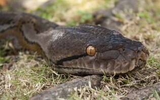 Australiana chama resgate para capturar cobra de borracha