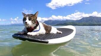 Conheça Hokulea, o gato havaiano que adora surfar com o dono