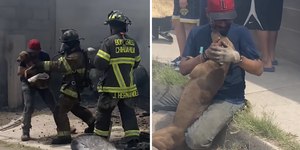 Tutor se emociona ao reencontrar cachorro salvo de incêndio