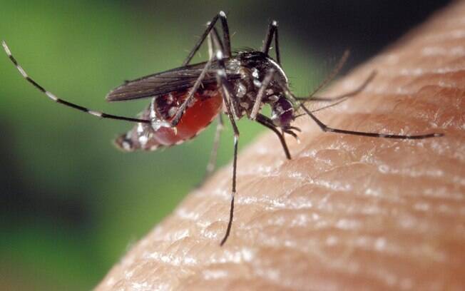 Mosquito Aedes aegypti é o responsável pela transmissão dos vírus da dengue, da zika e da febre chikungunya