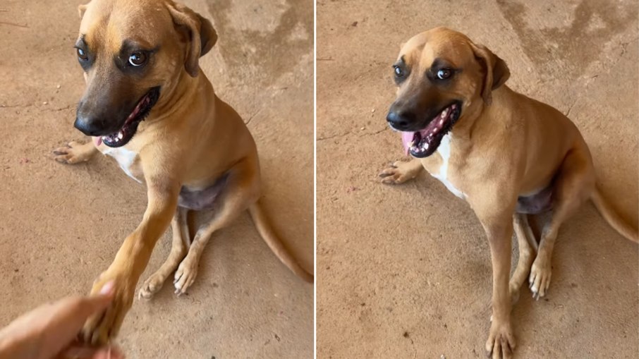 Cachorro abre sorriso e dá “oi” com a pata em vídeo