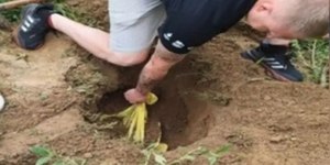 Suspeitos de matar cães a pauladas são presos em Santa Catarina