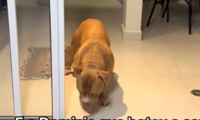 Cão fica traumatizado após bater cara no vidro e solução viraliza