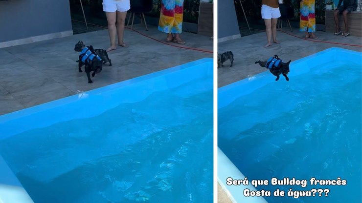 Bulldog aproveita momento de lazer e se diverte na piscina
