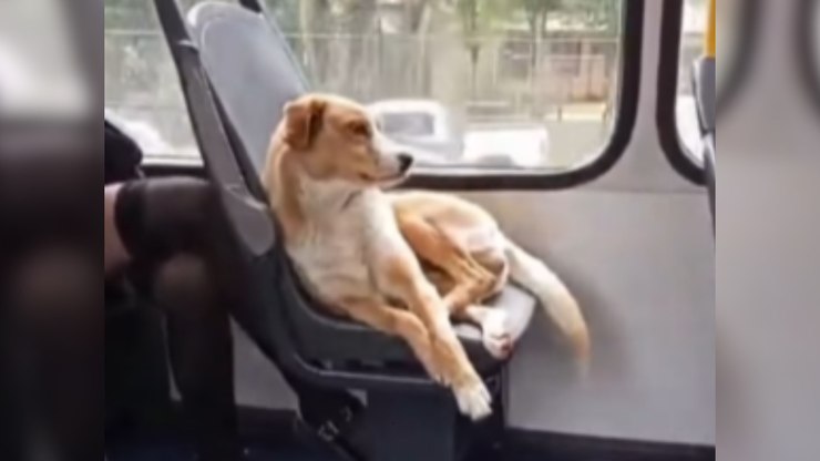 Cachorro caramelo é flagrado curtindo viagem de ônibus