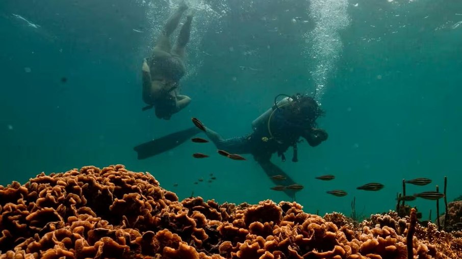 Corais de Bocas del Toro - Panamá