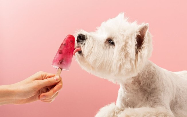 3 sorvetes caseiros para refrescar os animais no calor