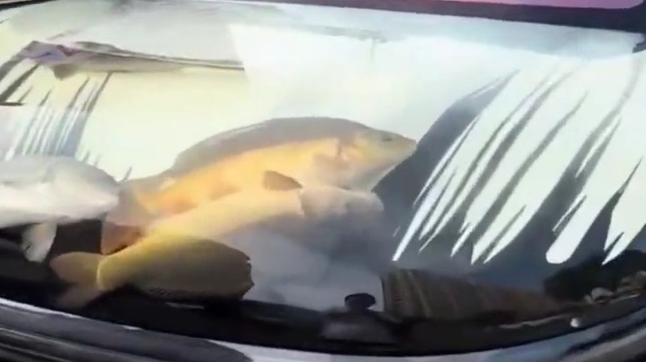 Pescador transforma capô de carro é em aquário com peixes vivos