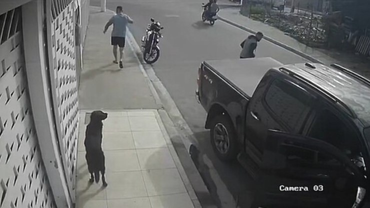 Atropelamento vira adoção e muda a vida de cão e dono