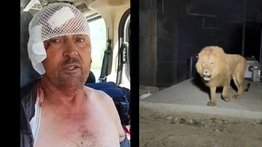 Leão atacou agricultor e foi abatido, após fugir de zoológico na Turquia Leão atacou agricultor e foi abatido, após fugir de zoológico na Turquia