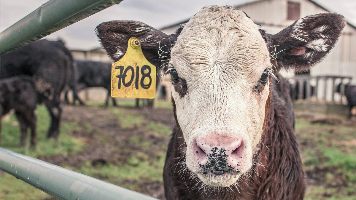 Rebanho bovino nacional teve aumento de 3,1% em 2021