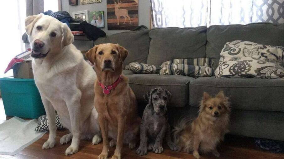 Fotos registram crescimento de cachorro da raça Dogue Alemão, comparando aos seus irmãos caninos