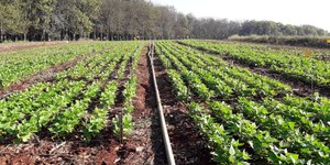 Senado aprova plano para fabricação de fertilizantes no Brasil