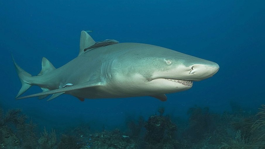 Tubarão-limão está entre as espécies ameaçadas de extinção no litoral brasileiro