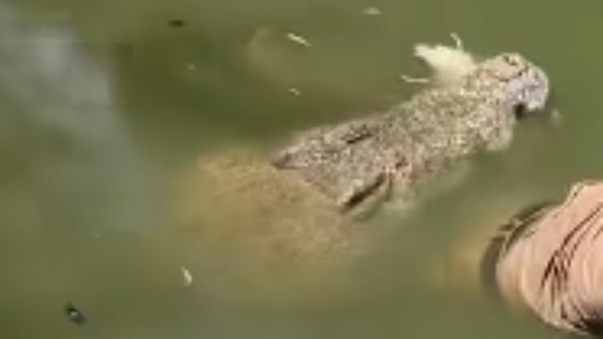 Crocodilo ataca e mata cuidador, na Papua-Nova Guiné Crocodilo ataca e mata cuidador, na Papua-Nova Guiné