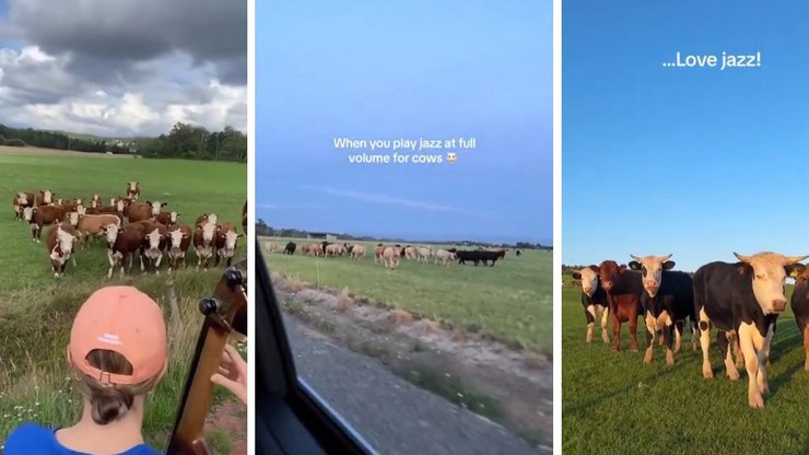 Encantador de vacas? Vídeo mostra animais hipnotizados com jazz