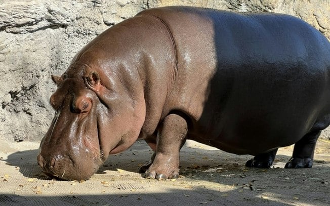 Uma imagem sem data do hipopótamo Gen-chan, divulgada pelo Zoológico Tennoji em Osaka, Japão, em 23 de abril de 2024