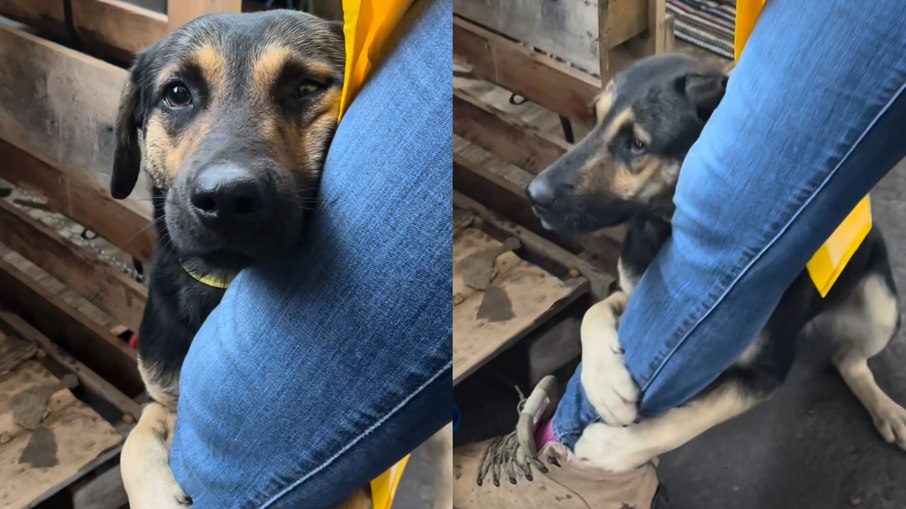 Cachorro abraça perna de veterinária após ser resgatado