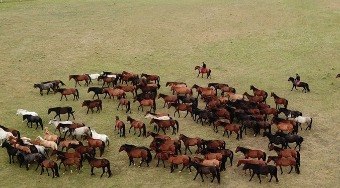 Conhe%C3%A7a%20a%20maior%20cria%C3%A7%C3%A3o%20de%20cavalos%20do%20mundo