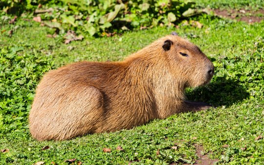 Conheça as curiosidades e comportamentos das capivaras